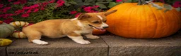 Welsh Corgi Pembroke dogs for sale: Lil Pumkin - Ad 3