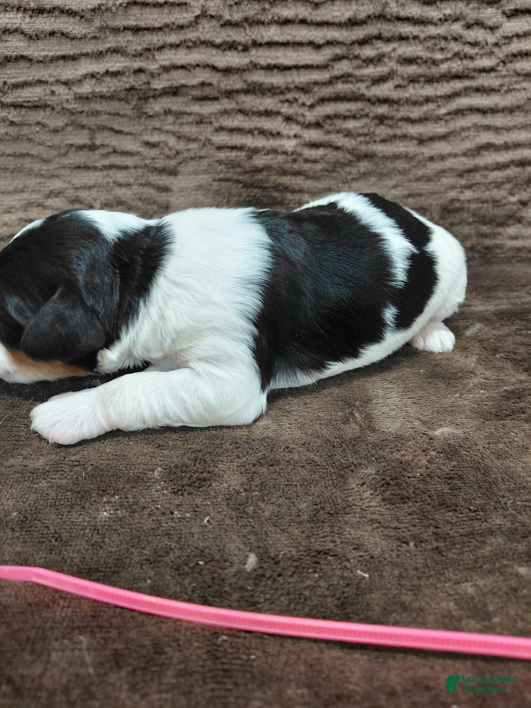 Bernedoodle dogs for sale: Bernedoodle Puppy 6 - Ad 9