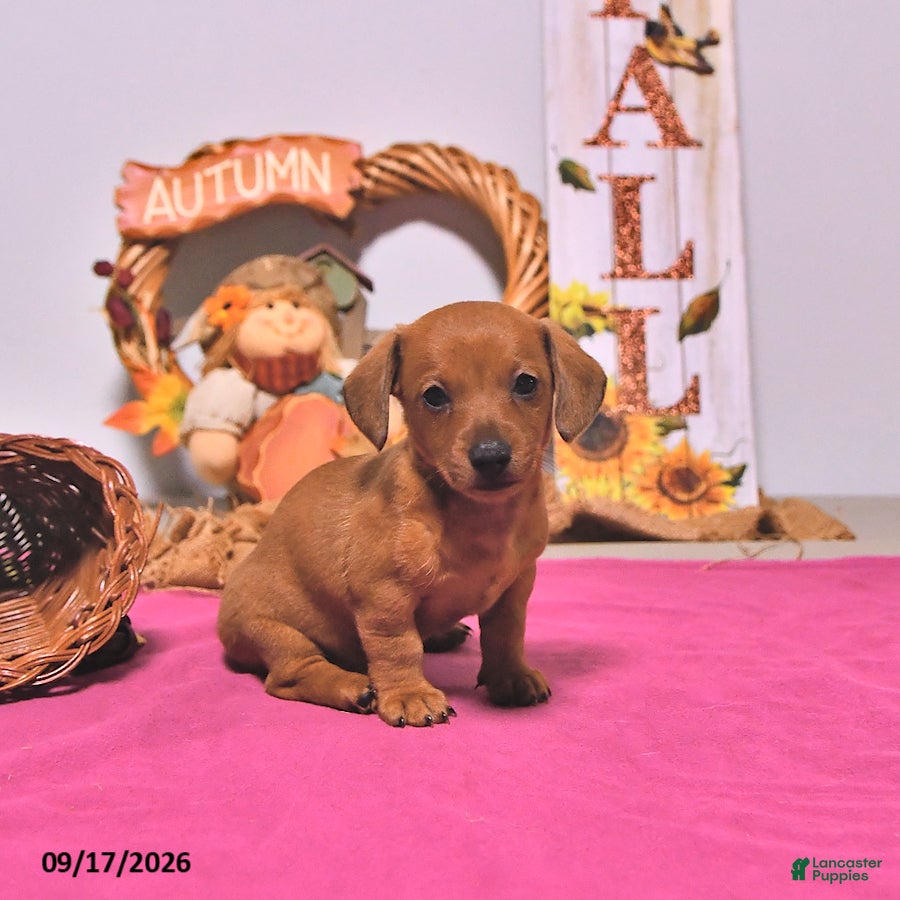 Dachshund dogs Myra - Ad 2