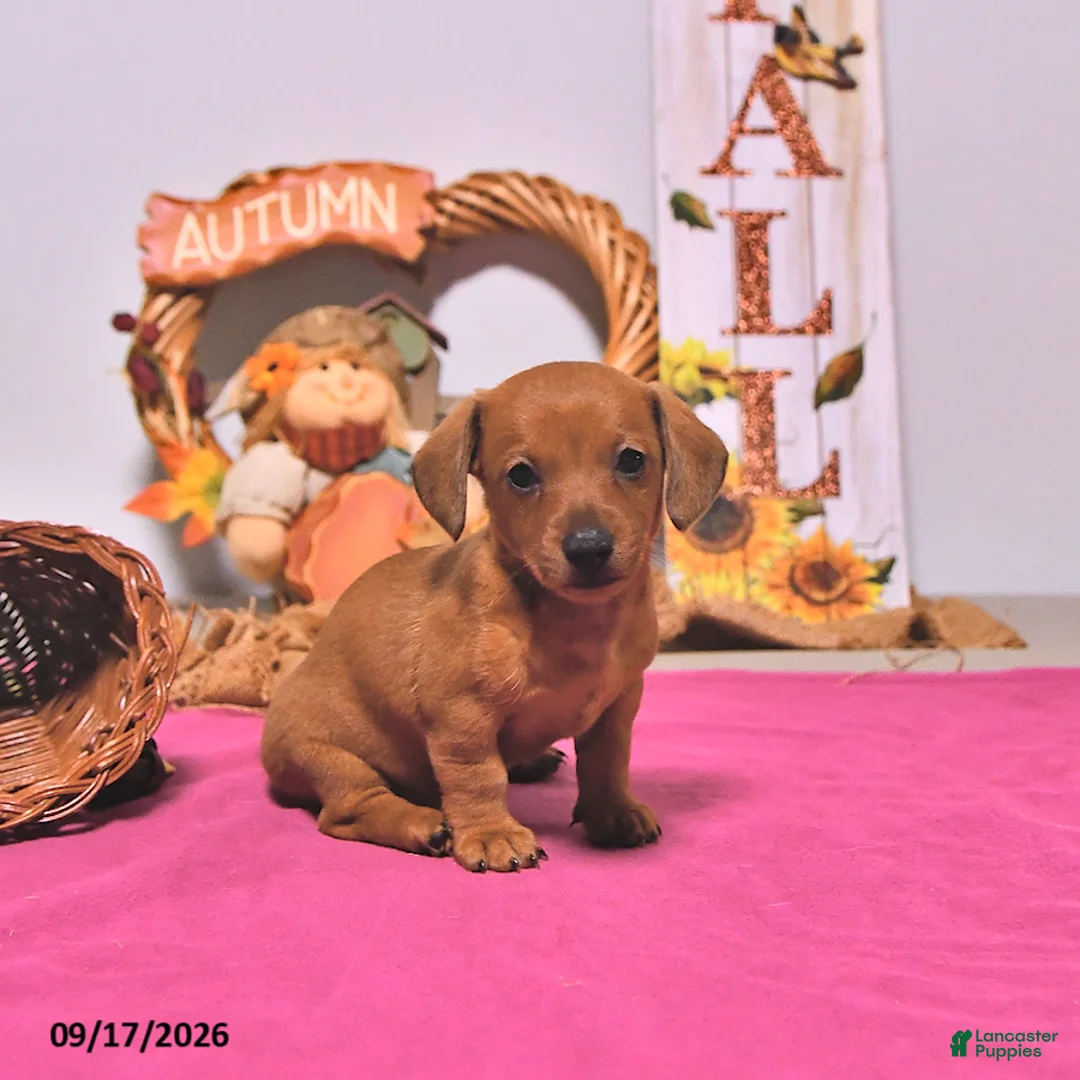Dachshund dogs for sale: Myra - Ad 2