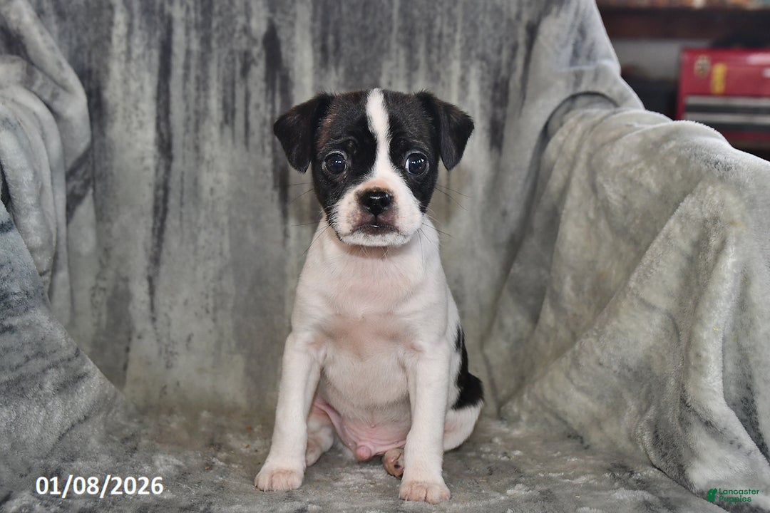 Mixed Breed dogs for sale: Lightning - Ad 1