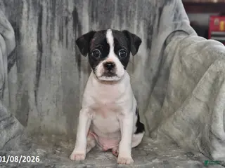 Mixed Breed dogs Lightning - Ad 40