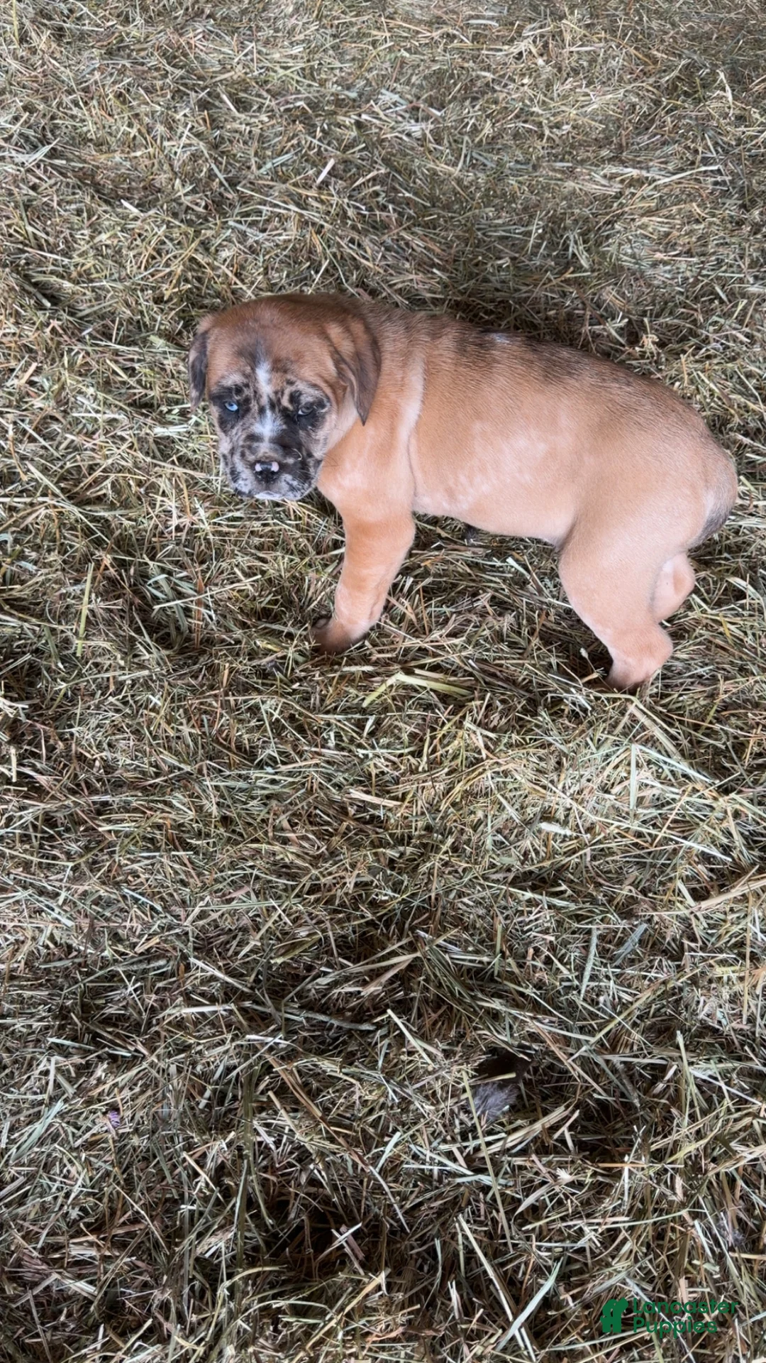 English Mastiff dogs for sale: English Mastiff Puppy 3 - Ad 4
