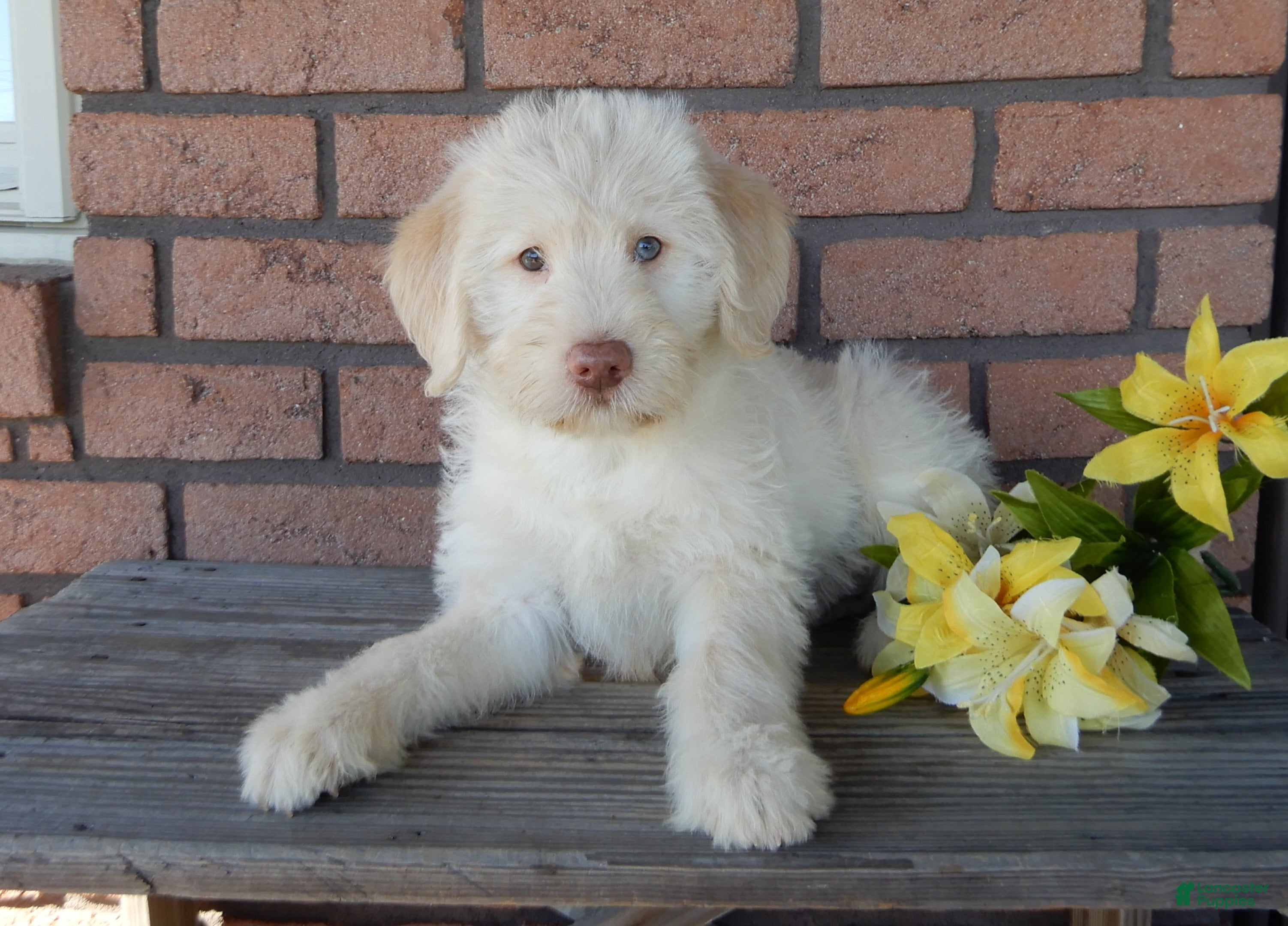 Labradoodle dogs Rocky - Ad 17