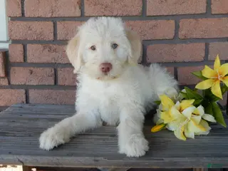 Labradoodle dogs Rocky - Ad 16