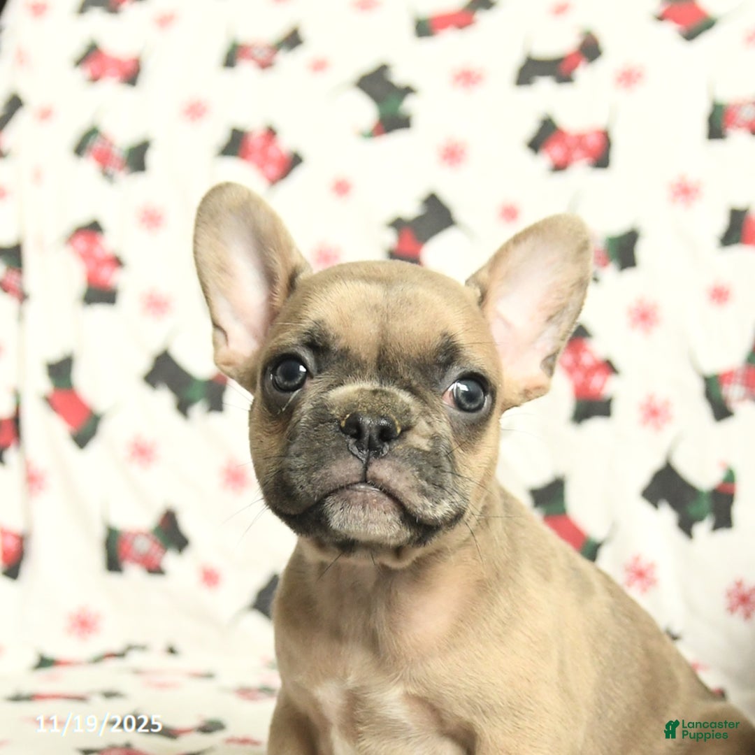 French Bulldog dogs for sale: Minnie - Ad 4