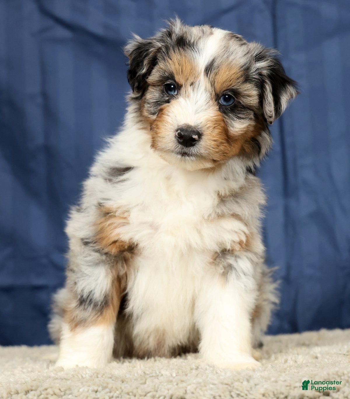 Mini Aussiedoodle dogs Artie - Ad 1