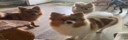 Pomeranian dogs for sale: Rayna  - Ad 2