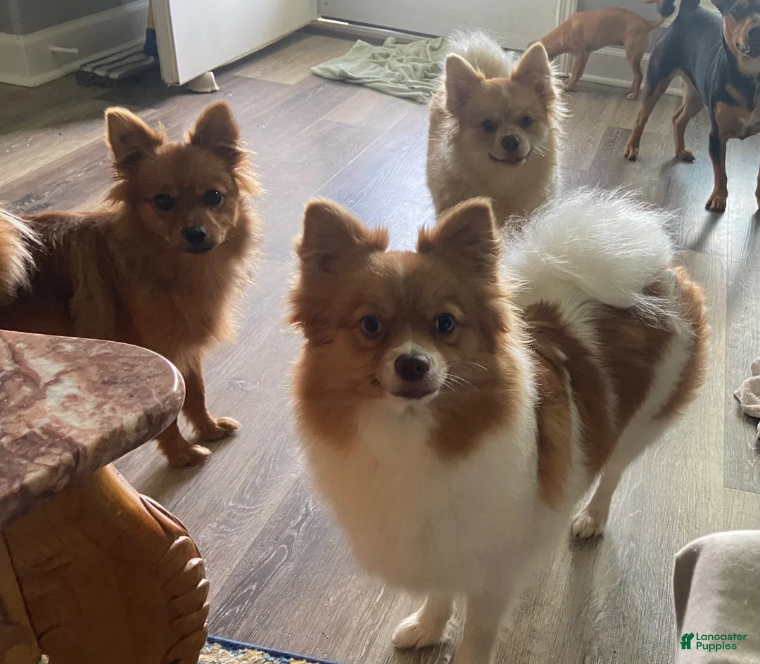 Pomeranian dogs for sale: Rayna  - Ad 2