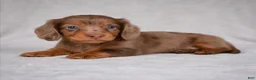 Miniature Dachshund dogs for sale: AKC Rose - Ad 5
