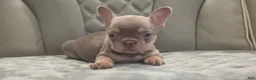 French Bulldog dogs for sale: French Bulldog 1 - Ad 2