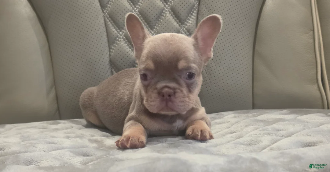 French Bulldog dogs for sale: French Bulldog 1 - Ad 2