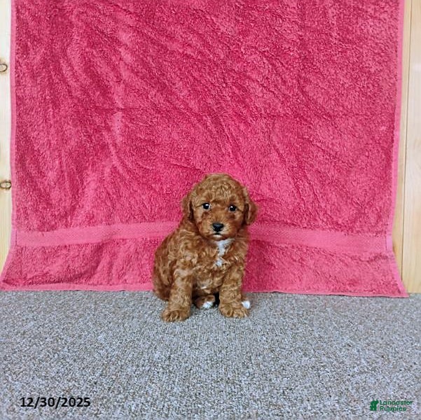 Toy Poodle dogs Chewy - Ad 8