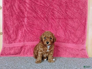 Toy Poodle dogs Chewy - Ad 6