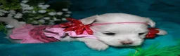 Maltese dogs for sale: Diva - Ad 14
