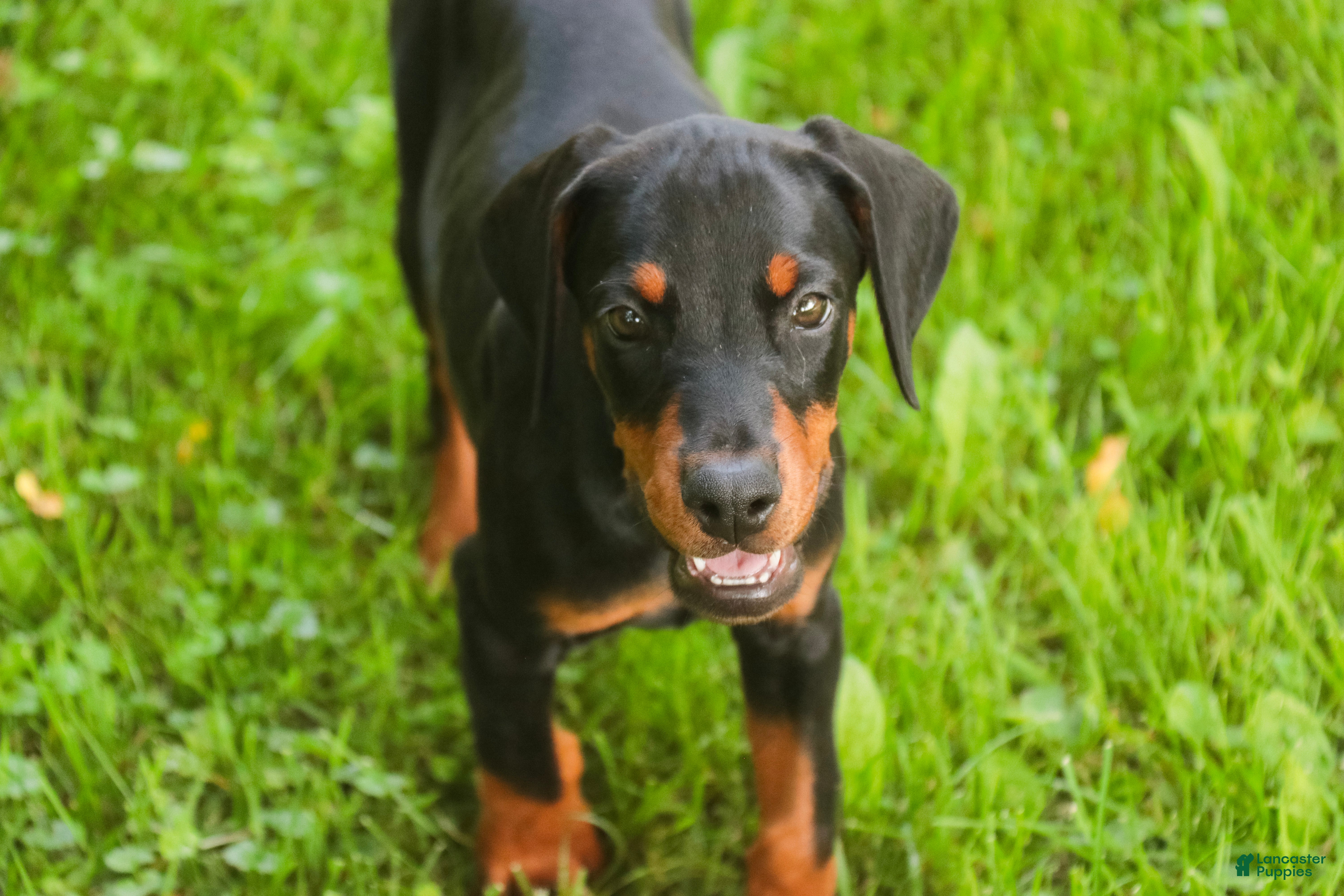 Doberman Pinscher dogs Reverie - Ad 2