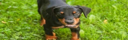 Doberman Pinscher dogs for sale: Reverie - Ad 2