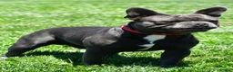 Frenchton dogs for sale: Nicky - Ad 5