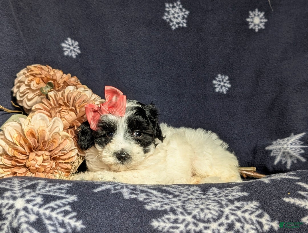 Maltipoo dogs for sale: Destiny - Ad 5