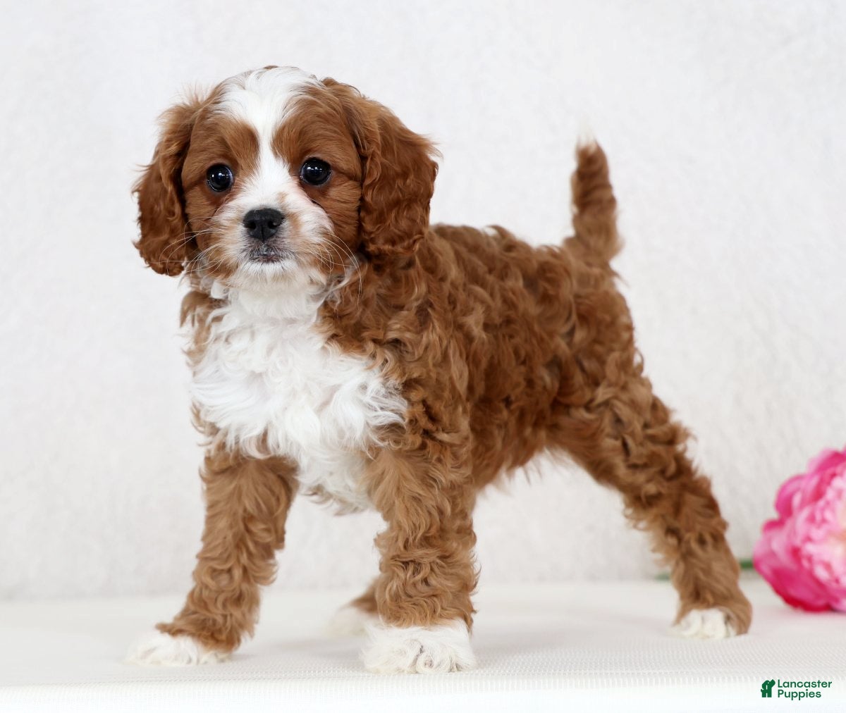 Cavapoo dogs Cecile - Ad 1