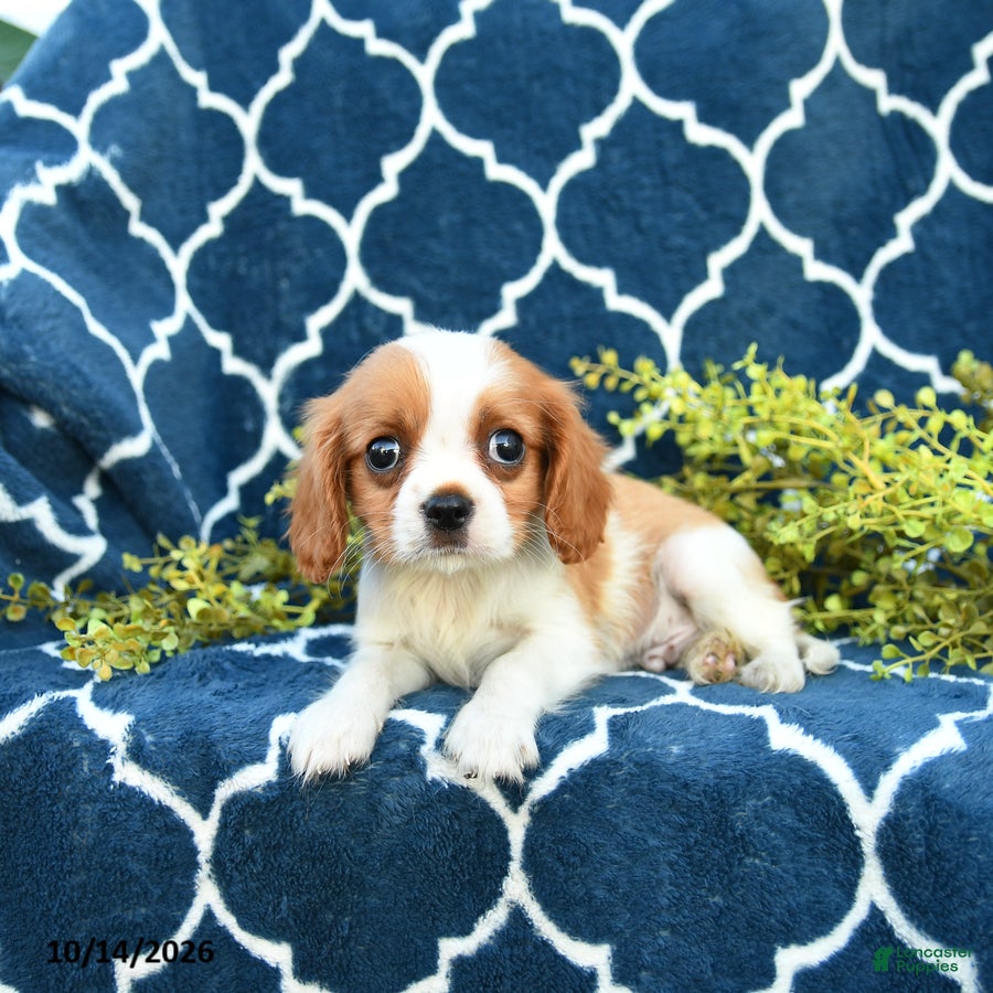 Cavalier King Charles Spaniel dogs for sale: Butter Pecan - Ad 2