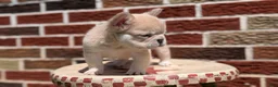 French Bulldog dogs for sale: Elena - Ad 10