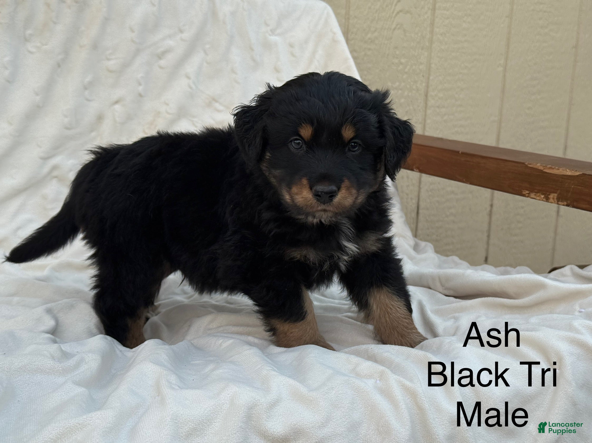 Australian Shepherd dogs Ash - Ad 26
