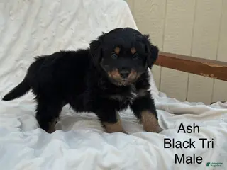 Australian Shepherd dogs Ash - Ad 10