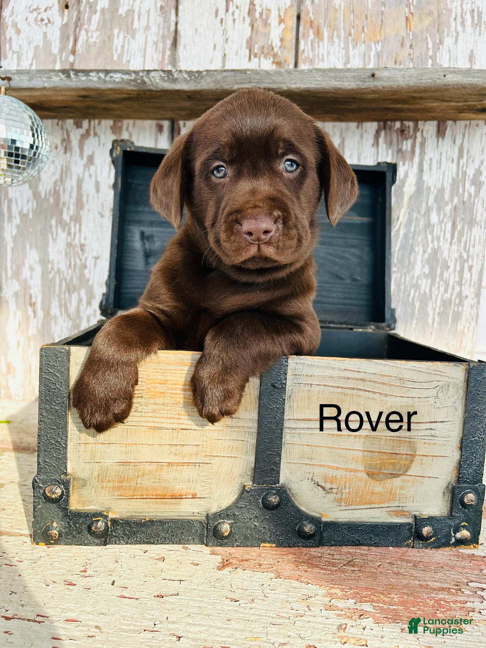 Labrador Retriever dogs Rover - Ad 28