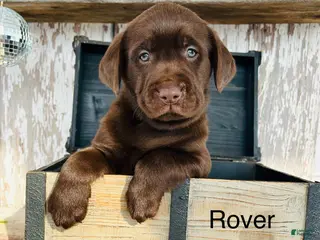 Labrador Retriever dogs Rover - Ad 28