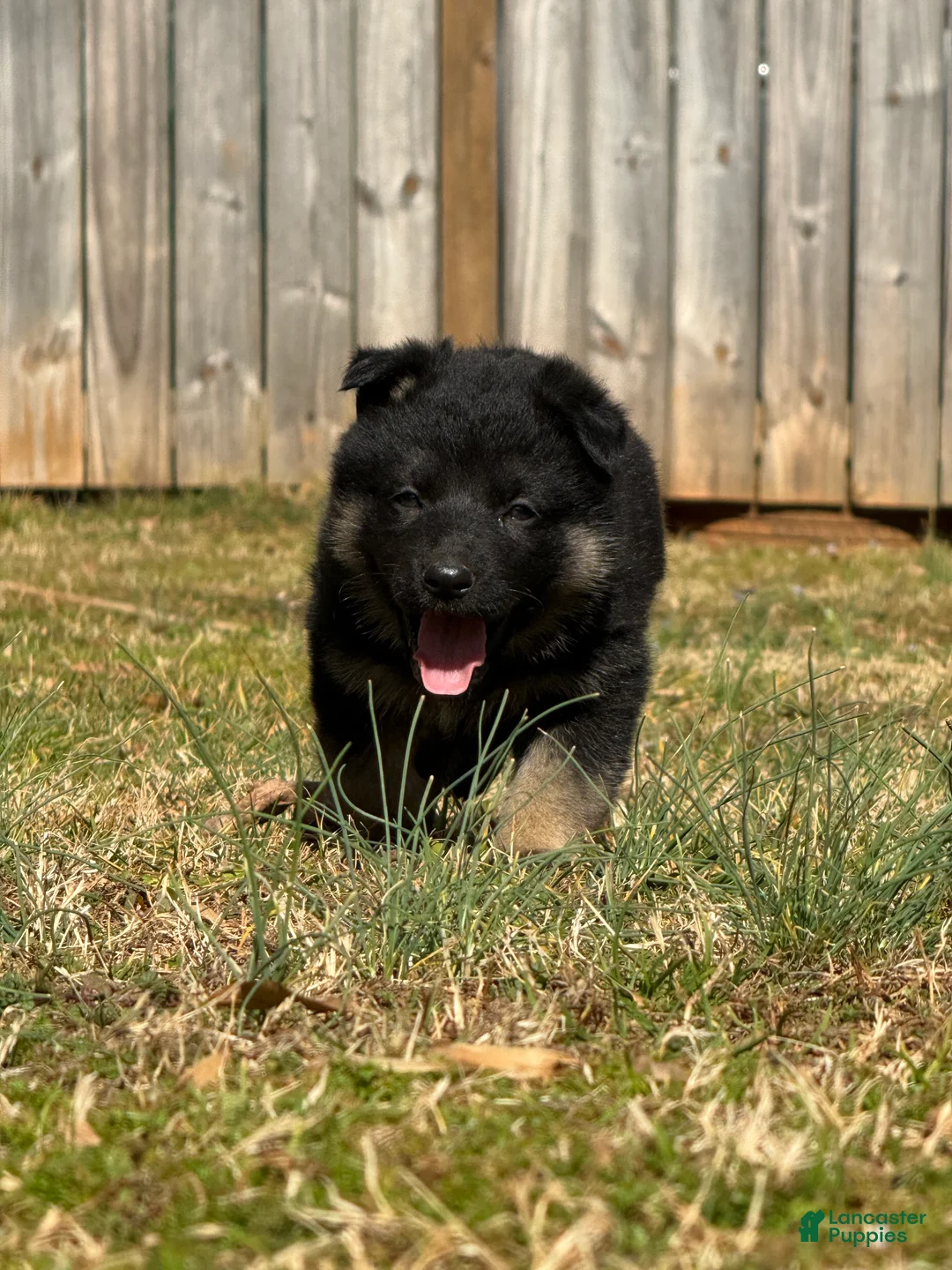 German Shepherd dogs for sale: German Shepherd Puppy 1 - Ad 2