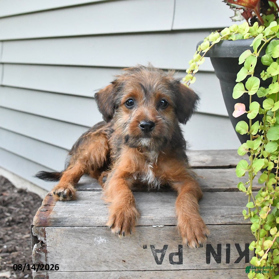 Jackapoo dogs SPECIAL NEEDS Janet - Ad 1