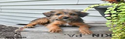 Jackapoo dogs for sale: SPECIAL NEEDS Janet - Ad 6