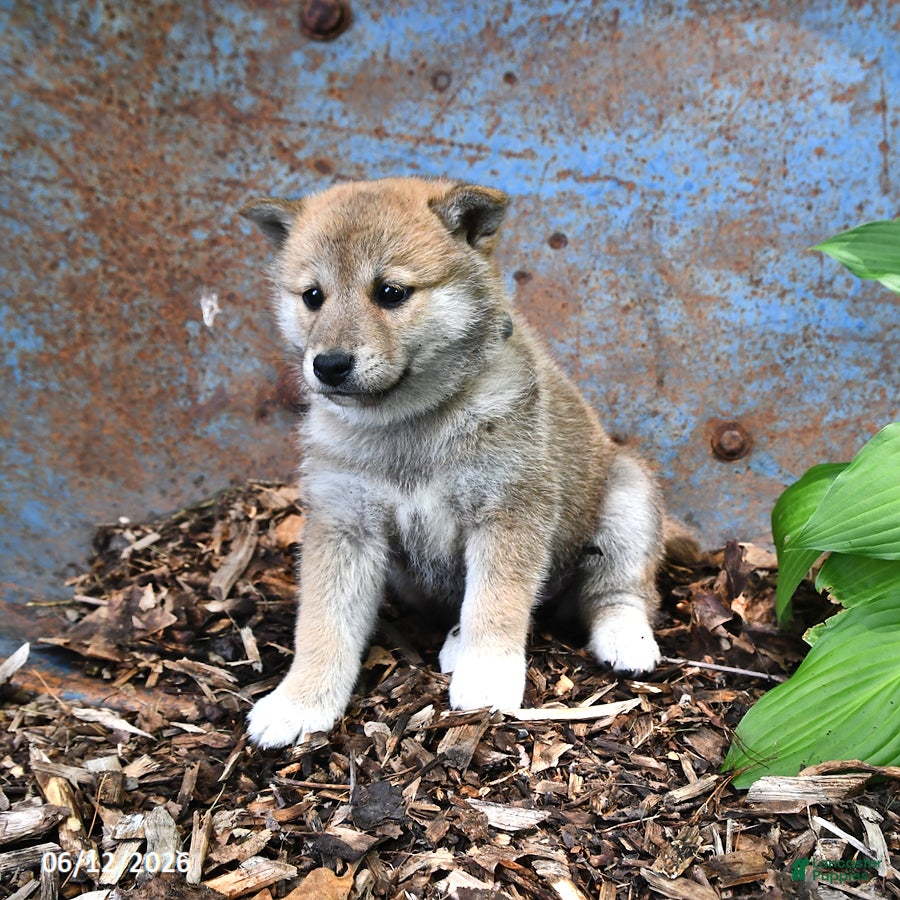 Shiba Inu dogs Starlight - Ad 2