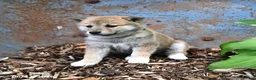 Shiba Inu dogs for sale: Starlight - Ad 2