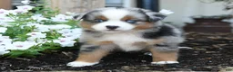 Miniature Australian Shepherd dogs for sale: Wooton - Ad 4