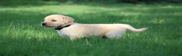 Golden Retriever dogs for sale: Franklin - Ad 4
