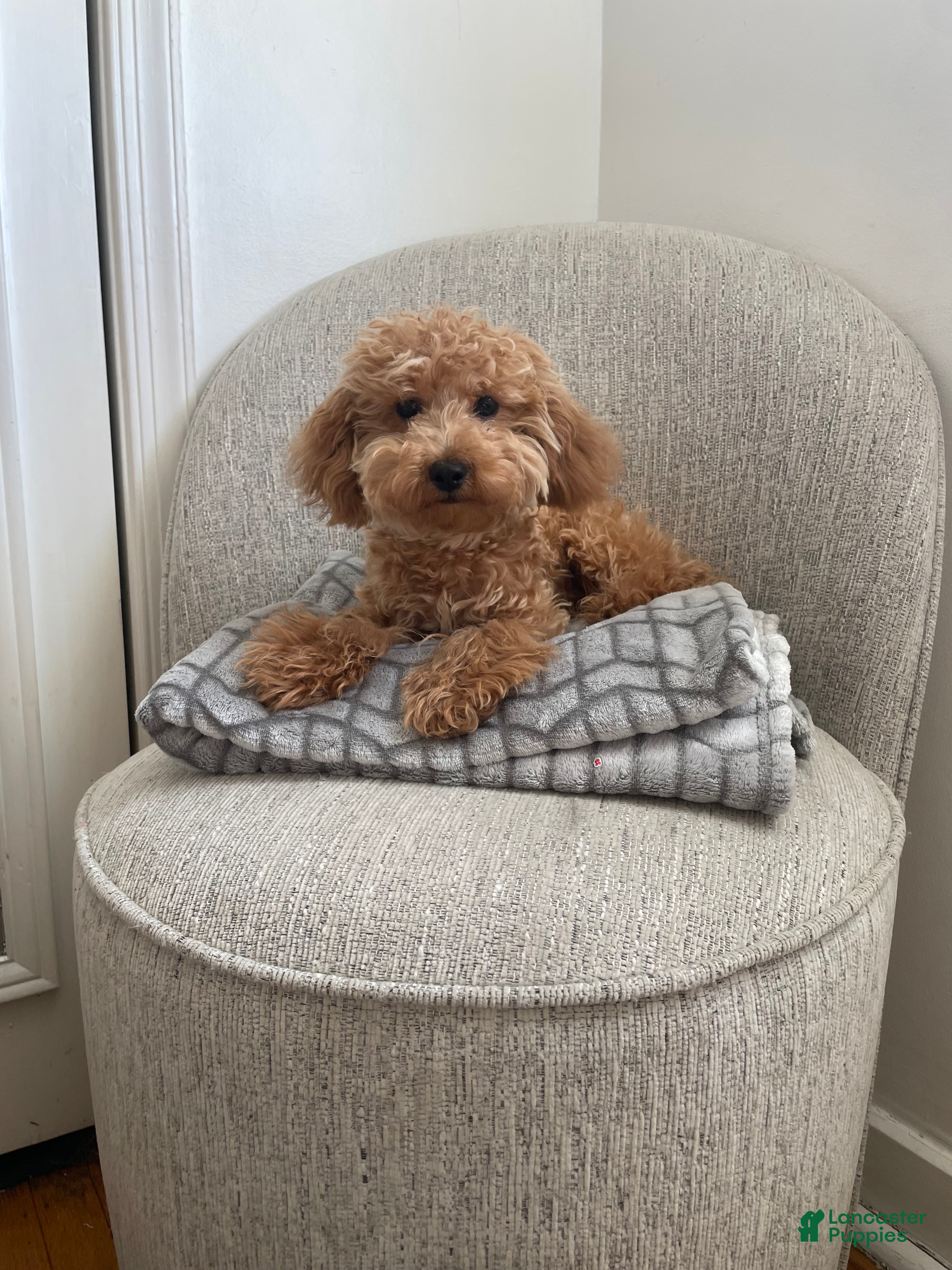 Toy Poodle dogs Nova - Ad 2