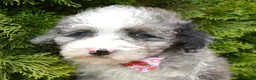 Miniature Poodle dogs for sale: Mini Paisley - Ad 14
