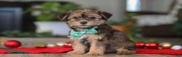 Morkie dogs for sale: Buddy - Ad 8