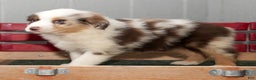 Miniature Australian Shepherd dogs for sale: Dexter - Ad 9