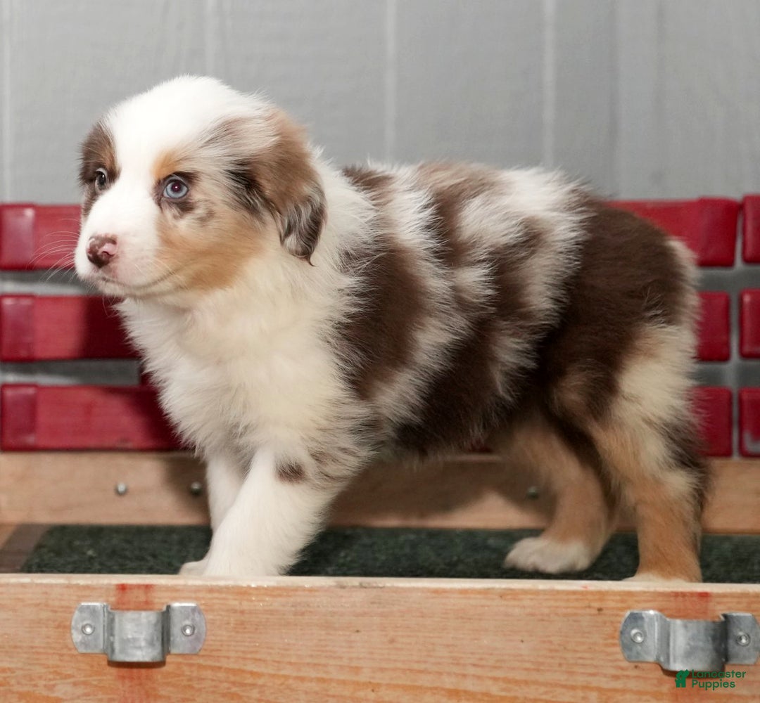 Miniature Australian Shepherd dogs for sale: Dexter - Ad 9
