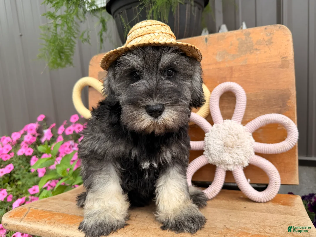 Miniature Schnauzer dogs for sale: Kenneth Miniature Schnauzer  - Ad 1