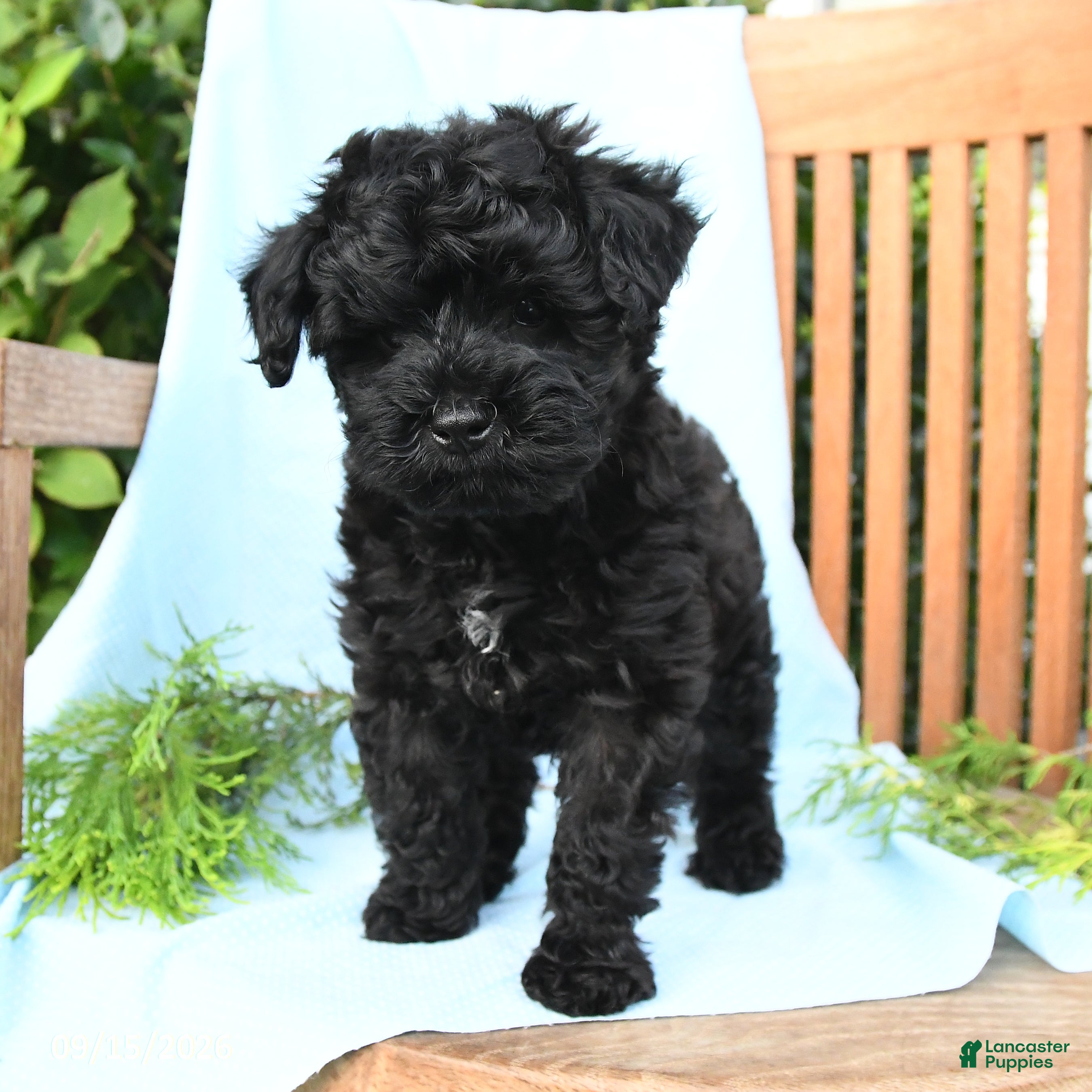 Schnoodle dogs Leif - Ad 1