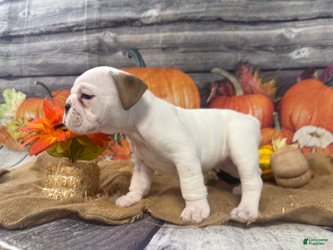 English Bulldog dogs for sale: Mayo - Ad 11