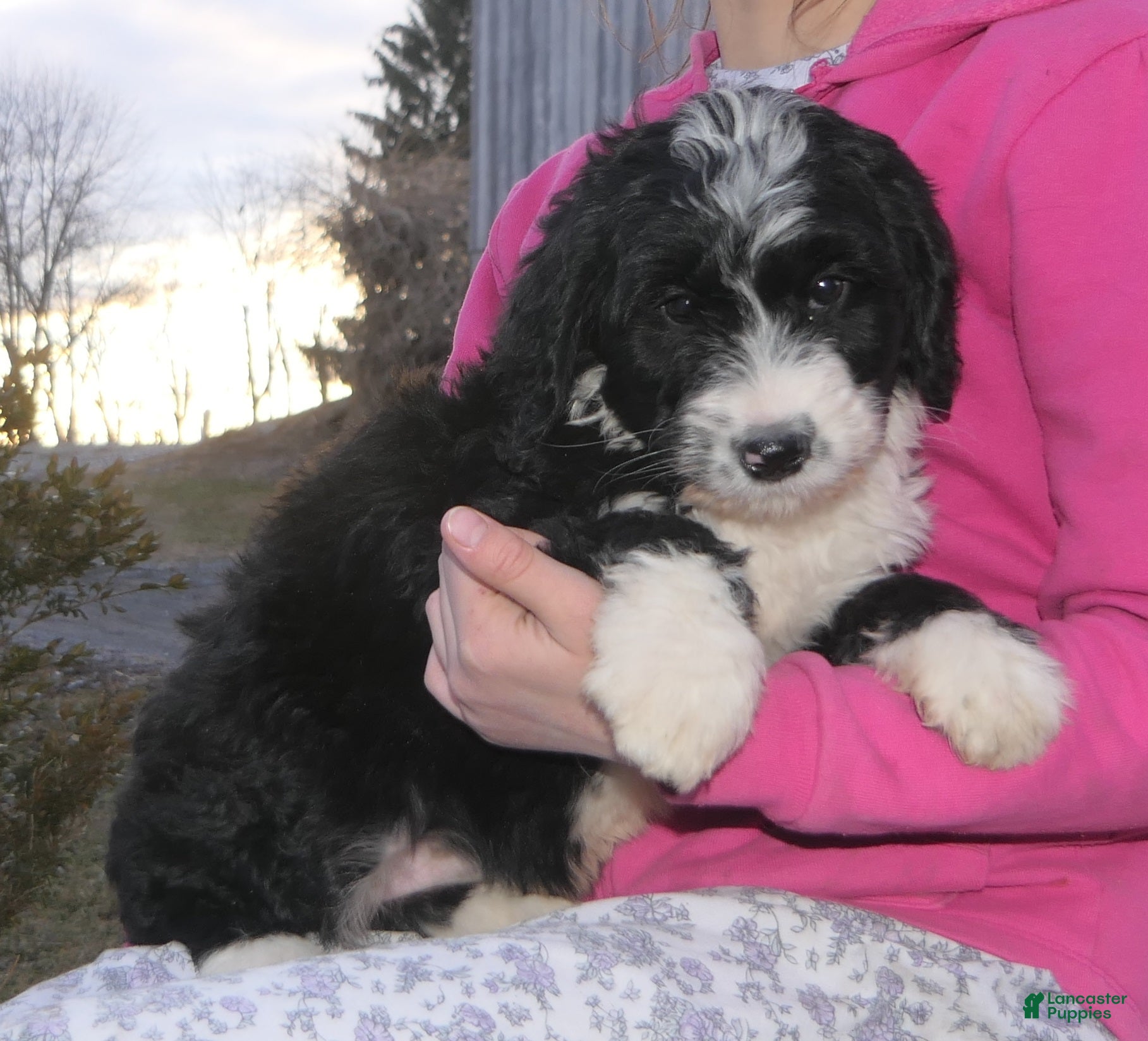 Mini Bernedoodle dogs Mini Bernedoodle Dottie - Ad 1