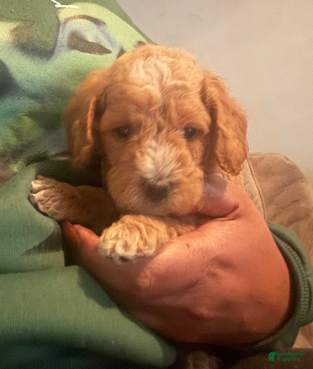 Toy Poodle dogs for sale: Toy Poodle Puppy 1 - Ad 3