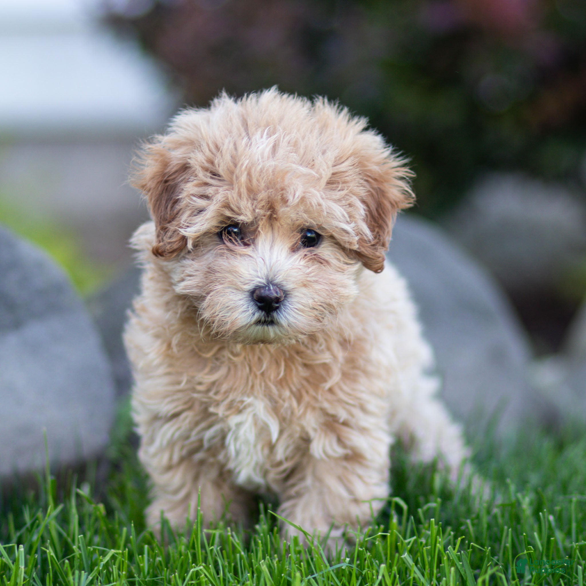 Maltipoo dogs Stella Maltipoo Puppy  - Ad 1
