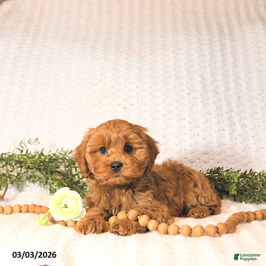 Cavapoo dogs Riley EXTRA SMALL - Ad 2