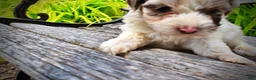 Havapoo dogs for sale: Simba - Ad 5